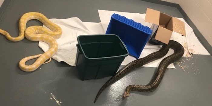  Two of the four pythons in a holding cell. Photo: Richmond RCMP