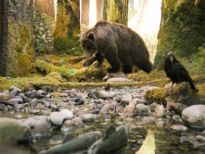  A grizzly bear, a raven and some salmon in one of many stunning displays in the Natural History exhibit at the Royal BC Museum. Photo Bob Kronbauer