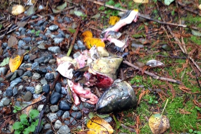  A local streamkeeper found these fish heads and guts near a local stream. Photo submitted.