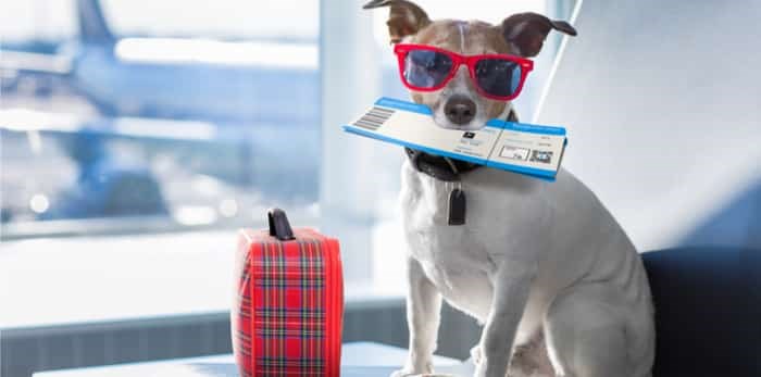  holiday vacation jack russell dog waiting in airport terminal ready to board the airplane or plane at the gate / Shutterstock