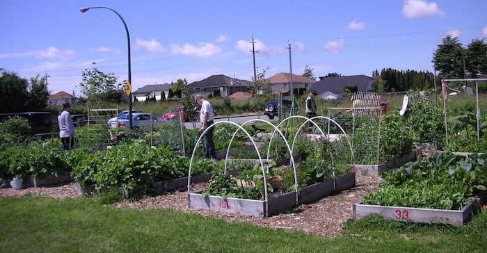  The Ladner Community Garden in Delta (Glacier Media files)