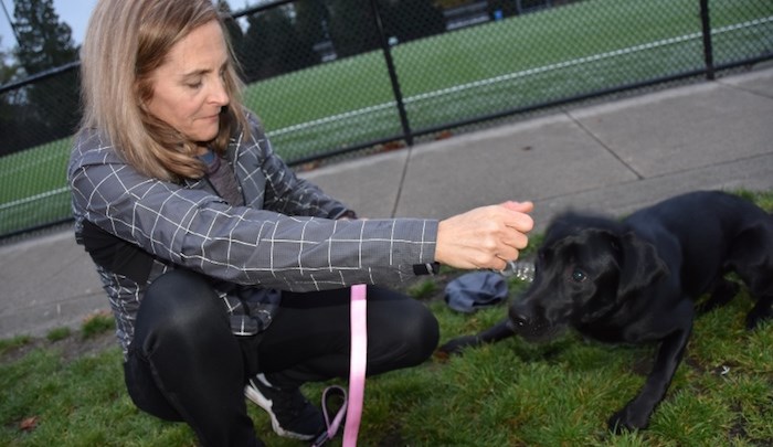  Coquitlam resident Dina Howell with Rosie near the location at Dr. Charles Best field where she suspects her eight-year-old Labrador ingested marijuana. Photo by Grant Granger/Tri-City News