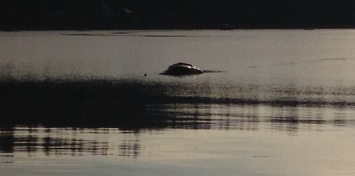  A dead whale is in shallow water near the Tsawwassen Ferry Terminal. Photo by Ian Jacques/Delta Optimist