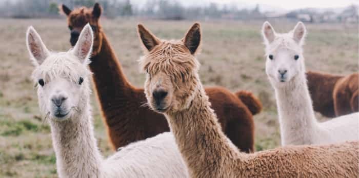 Colourful group of Alpacas / Shutterstock