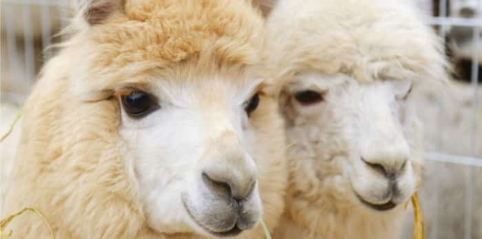 Two fluffy alpacas / Shutterstock