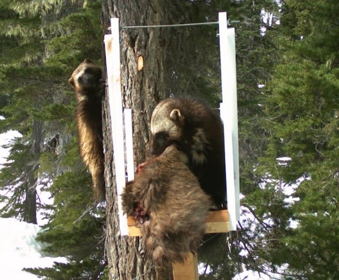  Pair of wolverines checking out bait at a station set up by researchers.