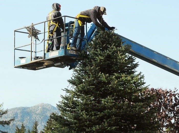  Ethan Ribalkin and brother-in-law Aaron Senetza hang more than 1,000 feet of Christmas lights and decorations on the spruce tree in front of the family home at 4967 Chalet Place last year. file photo Cindy Goodman