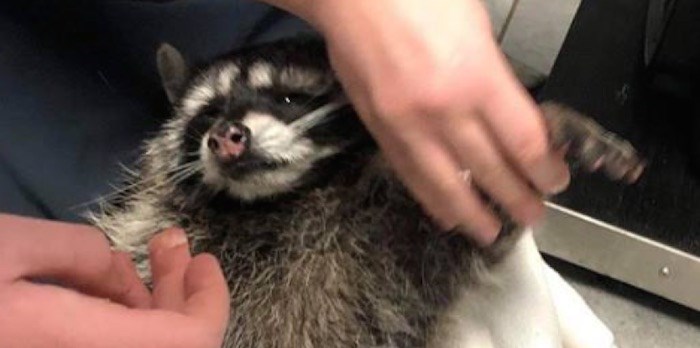  This raccoon was caught in a live trap and then place in a garbage can full of water to drown.