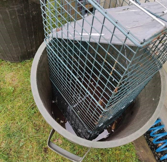  The trap was placed in a garbage bin full of water. - Critter Care Wildlife Society