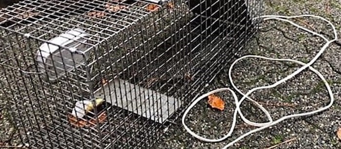  The electrified cage trap. - BC SPCA