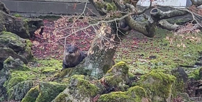  An otter is seen behind a tree in the Dr. Sun Yat-Sen Classical Chinese Garden, in Vancouver in a recent handout photo. THE CANADIAN PRESS/Sadie Brown