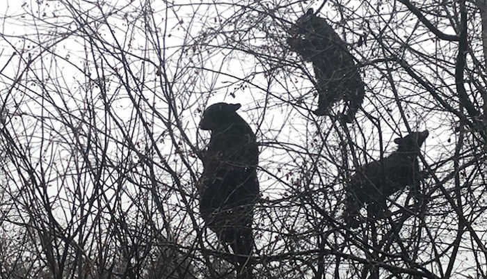  Bears pick a mountain ash tree clean of berries at Minnkehada Regional Park on Monday. (Tri-City News)