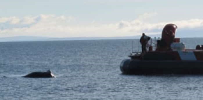  A coast guard hovercraft was on the scene to remove a dead humpback whale near the Tsawwassen causeway earlier this month. Photograph By FILE