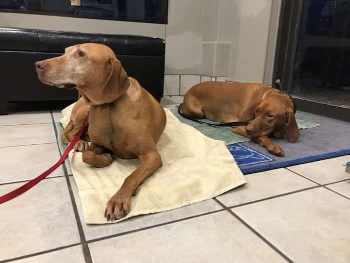  Chris Charpentier's dogs Kiva and Cayoosh, who fell ill after eating human poop on a trail.