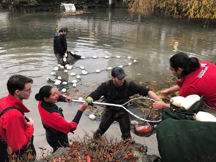  Staff from Vancouver Aquarium, Dr. Sun Yat-Sen and Vancouver Park Board, with help from Aquaterra Environmental, which donated the use of its 100-foot seine net, corralled the remaining adult koi as well as 344 juveniles Wednesday. Photo submitted