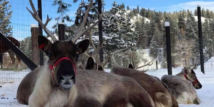  Leavenworth Reindeer Farm / 