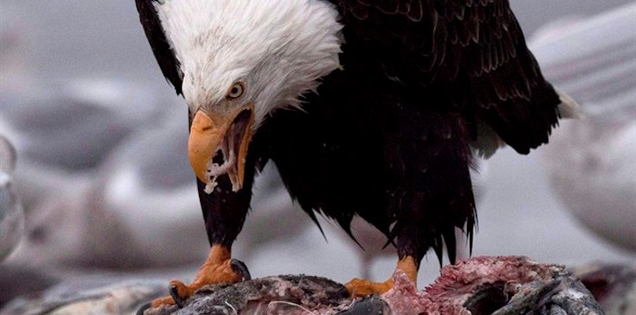  Where the Harrison River in British Columbia runs deep and the mountains stand tall that is where thousands of eagles dare as salmon spawn. A bald eagle eats a chinook salmon along the Harrison River in Harrison Mills, B.C., Thursday, Nov. 24, 2016. THE CANADIAN PRESS/Jonathan Hayward