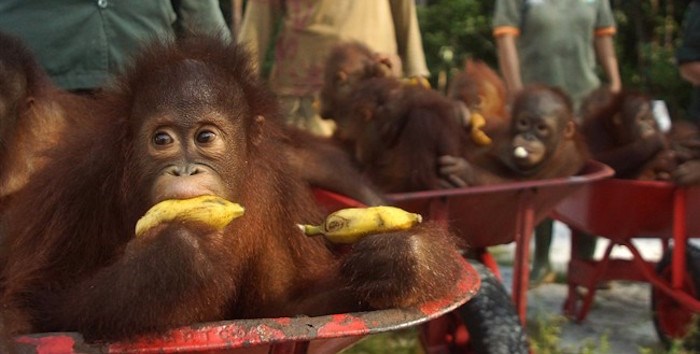  Young Orangutans eat bananas at the Borneo Orangutan Survival Foundation. A University of British Columbia professor is sharing her experiences about helping run a 