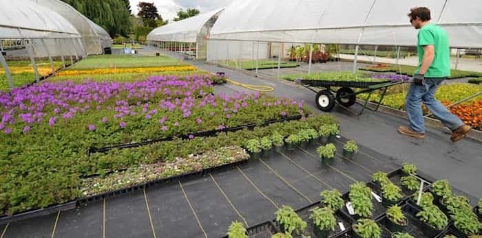  Park board staff at work at Sunset Nursery. Commissioners Monday night approved sending a request to city council asking for more money to hire additional horticultural staff. Photo Dan Toulgoet