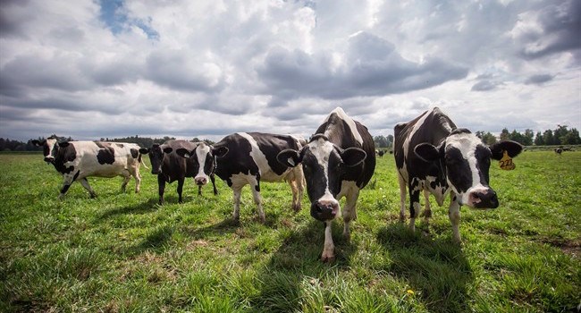  Dairy cows walk in a pasture at Nicomekl Farms, in Surrey, B.C., on Thursday August 30, 2018. New research from the University of British Columbia suggests dairy cows show personality traits like pessimism and optimism from a young age and their inherent outlook can predict their ability to cope with stress.THE CANADIAN PRESS/Darryl Dyck