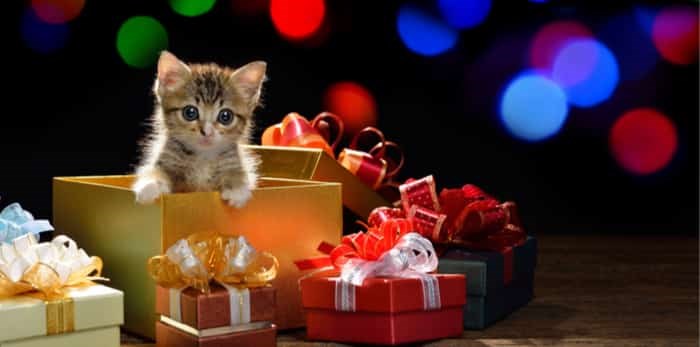  Funny kitten coming out of a gift box with bokeh background of Christmas lights / Shutterstock