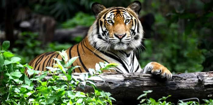  tiger in the forest / shutterstock