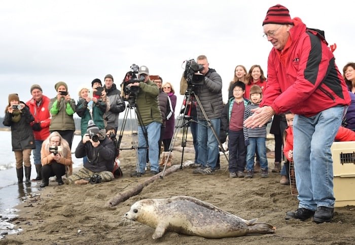  After rehabilitation and treatment, seven seal pups were released into the Salish Sea at Iona Beach Regional Park in Richmond, Dec. 18, ready to return to their natural habitat. Photo Dan Toulgoet