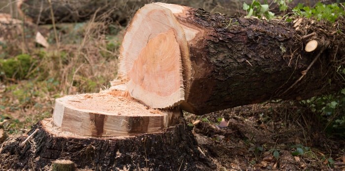  Tree cut down/Shutterstock