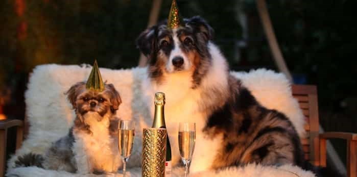  Help keep your pet safe this New Year's Eve by keeping decorations, snacks and drinks out of paws' reach. Image: Pixabay