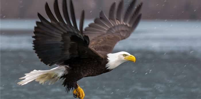  american bald eagle in flight over alaskan waters / Shutterstock