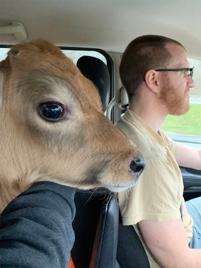  A calf named Rusty is driven to a sanctuary in Kelowna by Hugo Slabbert and his wife Sarien. The calf was one of nine rescued over the winter break. Photo submitted.