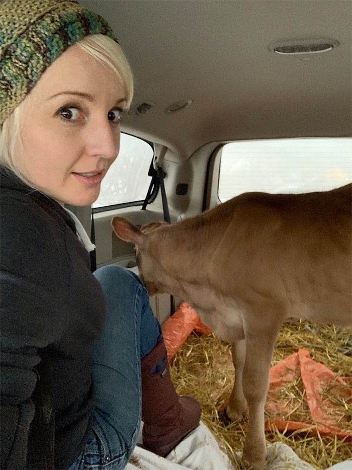  Sarien Slabbert gets comfortable in her mini van before she and her husband, Hugo, drive a calf to a Kelowna farm sanctuary. Slabbert, a Port Moody mom, rescued nine calves with a group of supporters and donors who raised more than $3,000 for transportation, vet bills and other costs. Photo submitted.