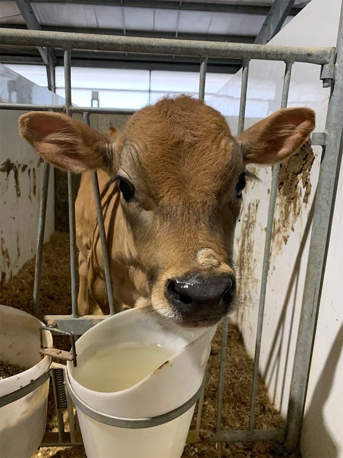  One of the nine calves that were taken to B.C. farm sanctuaries in recent weeks. Photo submitted.