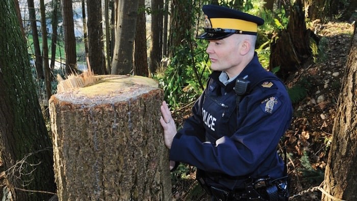  North Vancouver RCMP Sgt. Doug Trousdell inspect the stumps of one of the trees deliberately cut outside Inter River Park. Police say there is no apparent motive for the illegal cutting. photo Cindy Goodman, North Shore News