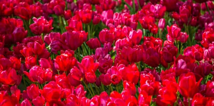  red tulips / Shutterstock