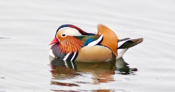  The Mandarin duck in Deer Lake. Photo by John Preissl.