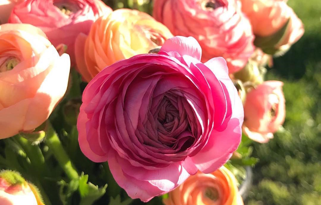 15 Vancouver florists you'll want to follow on Instagram - Vancouver Is Awesome