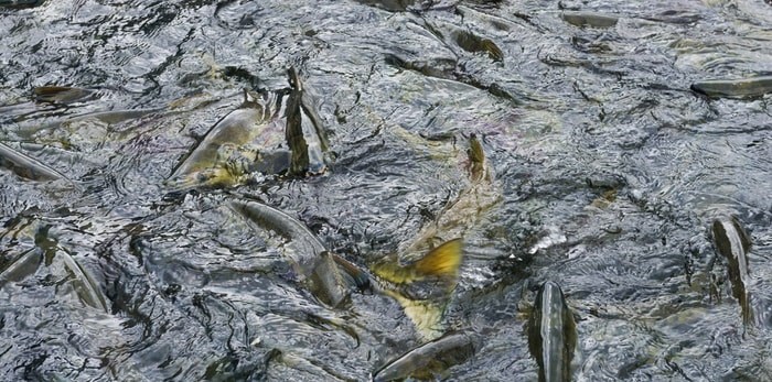  Chum salmon in a holding tank/Shutterstock