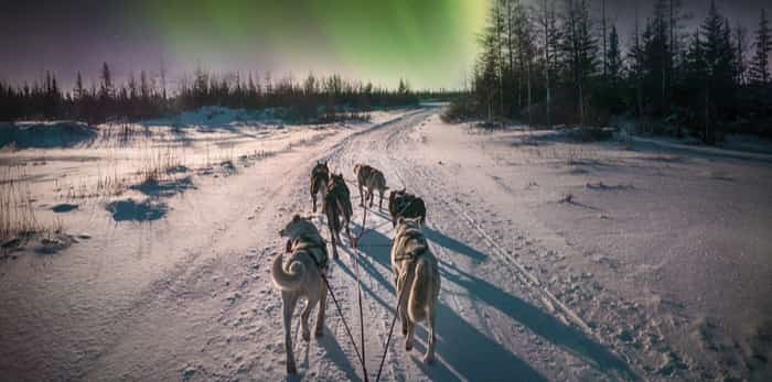  dog sledding under the northern lights / Shutterstock