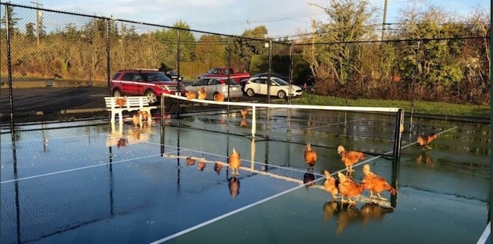  Police officers and firefighters in Central Saanich and North Saanich rounded up 93 chickens on Thursday. It's not known whether the hens escaped or were dumped. Photo via North Saanich Fire/Twitter