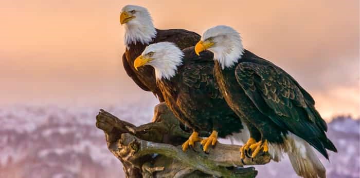  Three eagles / Shutterstock