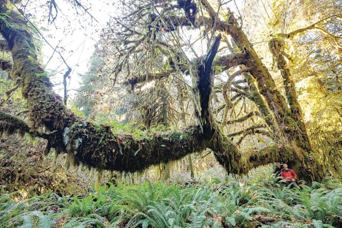  Ancient Forest Alliance campaigner and photographer TJ Watt by the ninth-widest big-leaf maple in B.C., in the Mossome Grove near Port Renfrew. Photo by TJ Watt