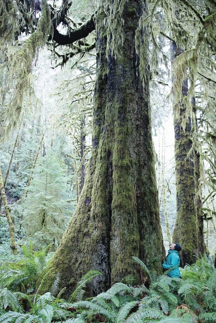  Ancient Forest Alliance campaigner Rachel Ablack stands by a huge Sitka spruce among the sword ferns in the Mossome Grove (short for “Mossy and Awesome”) near Port Renfrew. The old-growth forest in the San Juan River Valley is described as one of the most beautiful forests on Earth. Photo by TJ Watt