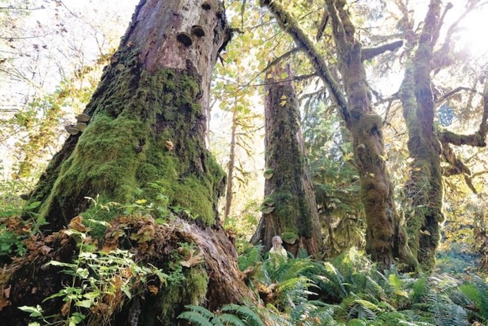  Ancient Forest Alliance campaigner Andrea Inness among a series of giant Sitka spruce snags and big-leaf maples in the Mossome Grove. Photo by Ken Wu