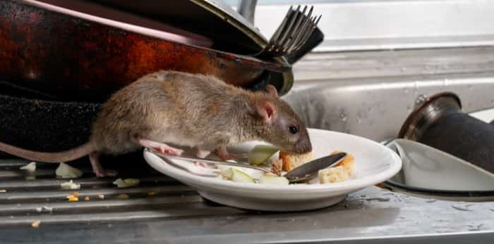  Close-up young rat sniffs leftovers on a plate on sink at the kitchen. / Shutterstock