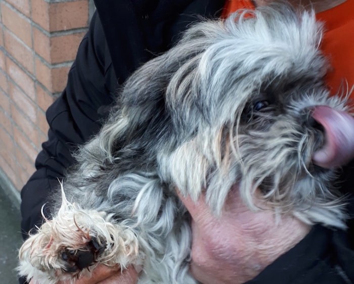  Mac the dog and his injured paw (Transit Police)