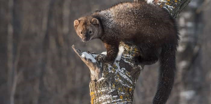 fisher / shutterstock