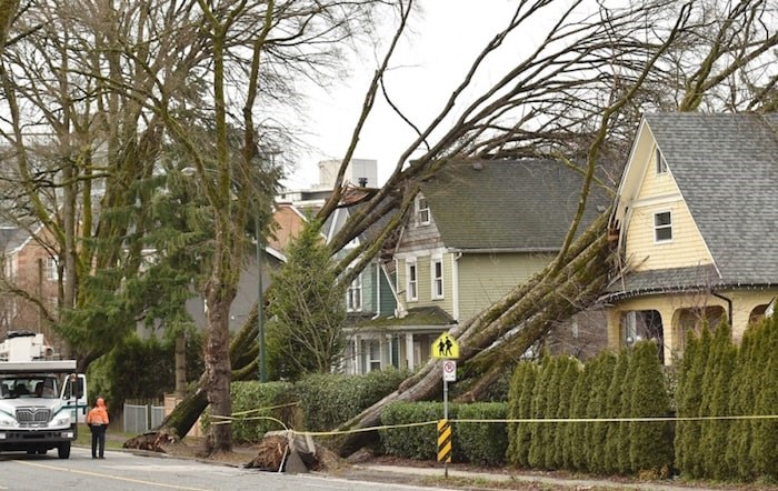  The windstorm downed several large trees across the city. Photo by Dan Toulgoet