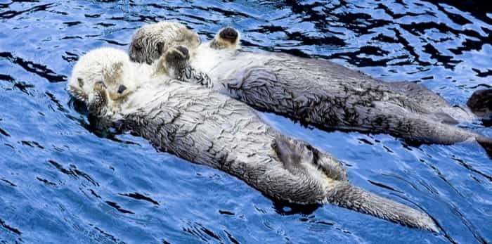  Cute sea otters holding each other's hand / Shutterstock