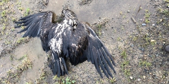  Bald eagle was found dead in Herd Road area of North Cowichan. Photo courtesy Raptor Rescue Society